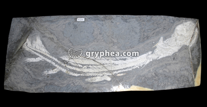 Requin fossile - gryphea.com
